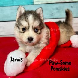 Jarvis - Silver and white male Pomsky puppy in Krum, Texas from Paw-Some Pomskies