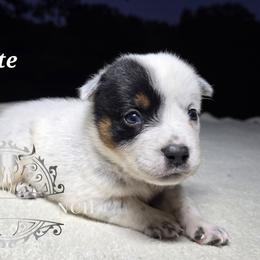Slate - Blue male Australian Cattle Dog puppy in Silsbee, Texas from Rockin ND Ranch