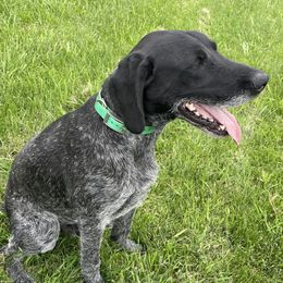 German Wirehaired Pointers from Dreesen's Dogs