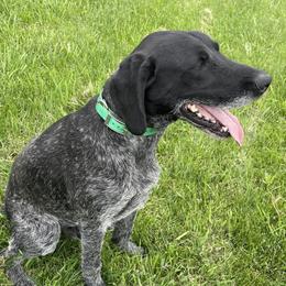 German Wirehaired Pointers from Dreesen's Dogs