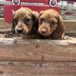 Ricky - Chocolate and tan male Dachshund puppy in Lawrenceburg, Tennessee from Wood’s  Wieners