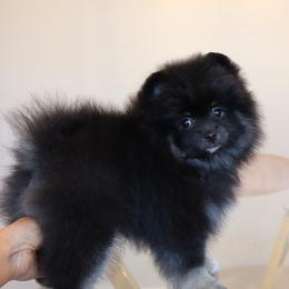 Pomeranian Puppies from Eelan’s Poms