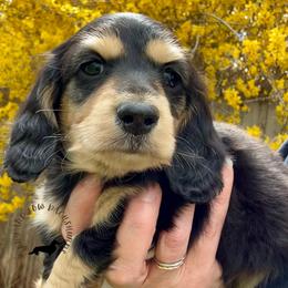 Black and Cream - Black and cream male Dachshund puppy in Nampa, Idaho from Long_and_Low_Dachshunds