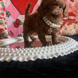 Assorted Doodle Crosses, Maltese, and Poodle Puppies from House of Poodles