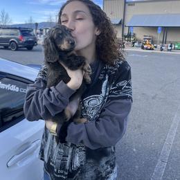 Dachshund Puppies from Kasondra Iversen