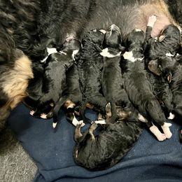 Bernedoodle and Goldendoodle Puppies from Brunsman Country Doodles LLC