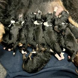 Bernedoodle and Goldendoodle Puppies from Brunsman Country Doodles LLC