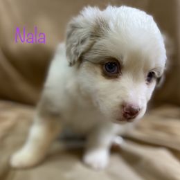 Miniature Australian Shepherd Puppies from 4J Aussies