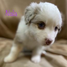 Miniature Australian Shepherd Puppies from 4J Aussies