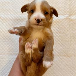 Red and White Bicolor Female - Red female Bernedoodle puppy in Brooksville, Florida from Kruger Doodles