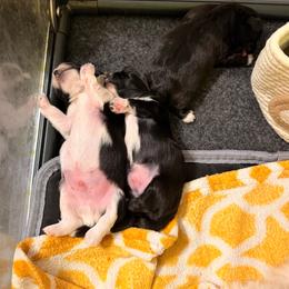 Sebastian aka Bastion - Black and white male Shih Tzu puppy in Durham, North Carolina from The 🐾 Tang Clan Chronicle & Nursery
