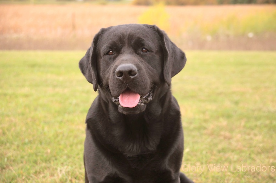 George - Labrador Retriever
