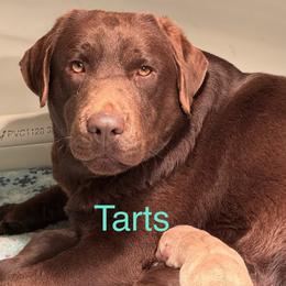 Tarts - Labrador Retriever
