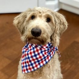 Penny - Labradoodle