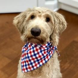 Penny - Labradoodle