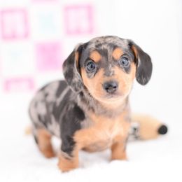 Sam Dapple - Black and tan male Dachshund puppy in Neosho, Missouri from Tinker Toy Doxies