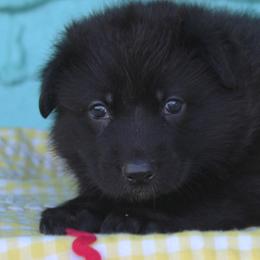 Red colored female - Black female German Shepherd puppy in Yakima, Washington from Bahr-S German Shepherds