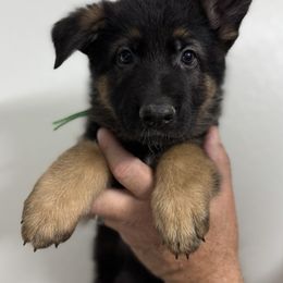 Icarus - Black and tan male German Shepherd puppy in Florida from Best Shepherds
