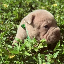 Squid - Isabella dilute male Chinese Shar-Pei puppy in Lehigh Acres, Florida from Florida Wrinkles