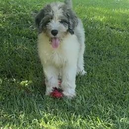 Pongo - male Australian Mountain Doodle puppy in Trion, Georgia from Big Daddy Doodles