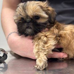Bridget - Gold female Shih Tzu puppy in Hayden, Idaho from Phoenix Shih Tzu
