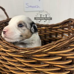 Smooch - Blue merle female Miniature Australian Shepherd puppy in Mt Juliet, Tennessee from J&J Harmony Acres