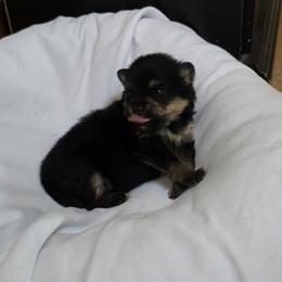 Ace - Black and tan male Pomeranian puppy in Wimberley, Texas from Pitter Patter Poms