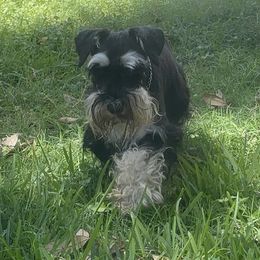 Sophie - Miniature Schnauzer
