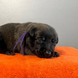 Padme (Purple) - Black sable female Belgian Malinois puppy in Buckeue, Arizona from Légende Vivante Du Chief Kennel