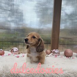 Boy 1 - Cream Dachshund puppy in Redding, California from Dulcedoxies