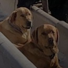 Labrador Retrievers from Pierce Labs