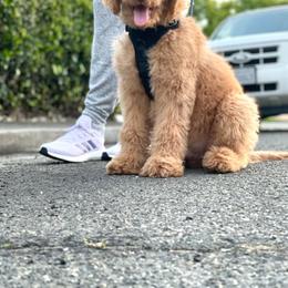 Goldendoodle Puppies from Lundee Doodles