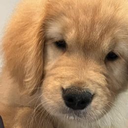 Golden Retrievers from Paradise Gold Golden Retrievers