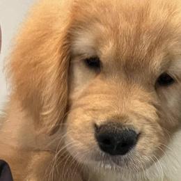 Golden Retrievers from Paradise Gold Golden Retrievers