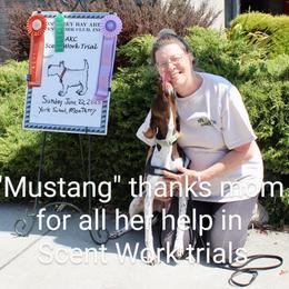 Mustang , JH, BCAT, SWNE, SWAE, SWE, SHDNE, SHDA, SHDE LC1, NW1, ORT - German Shorthaired Pointer