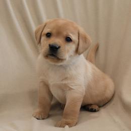 Icy - Yellow female Labrador Retriever puppy in Camden, Indiana from Camden's Caring Canines