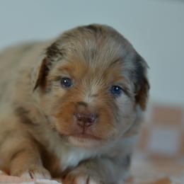 Lillian - Red merle female Miniature Australian Shepherd puppy in Hartman, Arkansas from Southern Edition Aussies