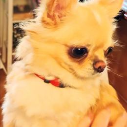 Cocoa - Chihuahua