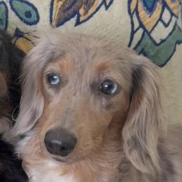 Dachshunds from rdachshunds