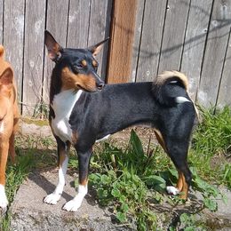 Una - Basenji