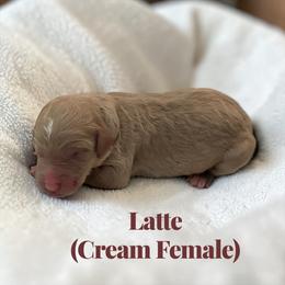 Latte - Cream female Poodle puppy in Ellenburg Center, New York from Kristin's Puppies