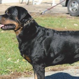 Rottweilers from Karriem Rottweilers