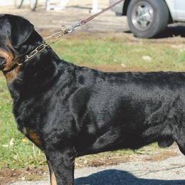 Rottweilers from Karriem Rottweilers