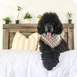 Sutton - Poodle