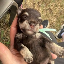 Mint collar - Liver male Miniature Schnauzer puppy in Tacoma, Washington from AKC Nordwest Schnauzers