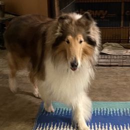 Rigby - Collie