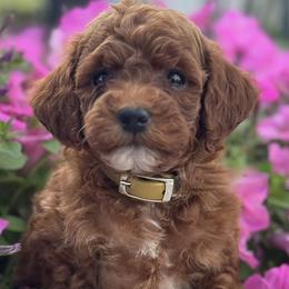 Cavapoos and Goldendoodles from FriendlyPals
