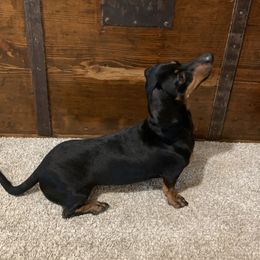 Ginger - Dachshund
