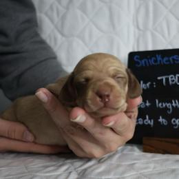 Snickers (light green collar) - Cream male Dachshund puppy in Prospect, Oregon from Spunky Sausage Pups