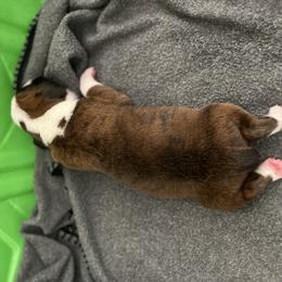 Boxer Puppies from Reynolds Homestead Boxers